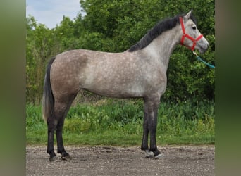 Más ponis/caballos pequeños, Yegua, 5 años, 135 cm, Tordo