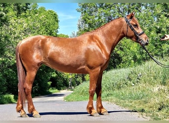 Más ponis/caballos pequeños, Yegua, 5 años, 143 cm, Alazán