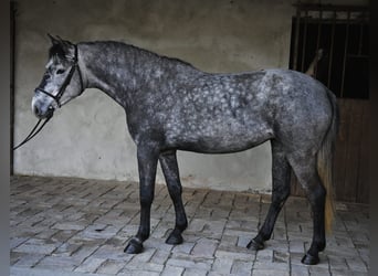 Más ponis/caballos pequeños, Yegua, 5 años, 143 cm, Tordo rodado