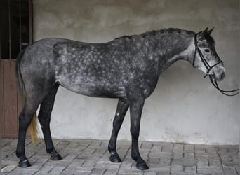 Más ponis/caballos pequeños, Yegua, 5 años, 143 cm, Tordo rodado