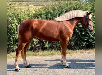 Más ponis/caballos pequeños, Yegua, 5 años, 145 cm, Alazán
