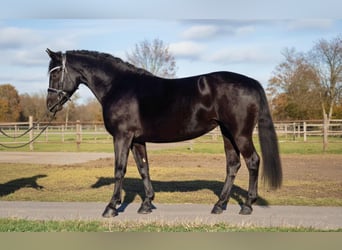 Más ponis/caballos pequeños, Yegua, 5 años, 145 cm, Negro