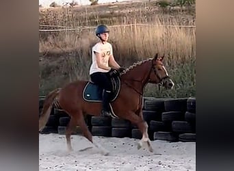 Más ponis/caballos pequeños Mestizo, Yegua, 5 años, 146 cm, Alazán