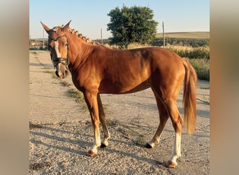Más ponis/caballos pequeños Mestizo, Yegua, 5 años, 146 cm, Alazán