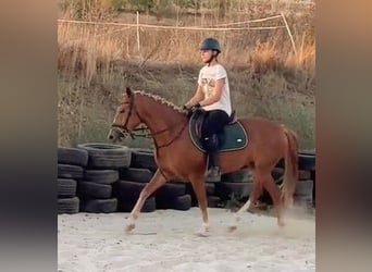 Más ponis/caballos pequeños Mestizo, Yegua, 5 años, 146 cm, Alazán