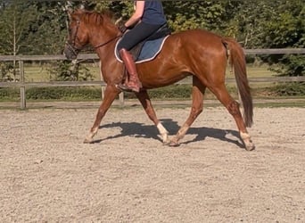 Más ponis/caballos pequeños, Yegua, 5 años, 148 cm, Alazán