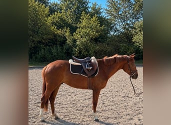 Más ponis/caballos pequeños, Yegua, 5 años, 148 cm, Alazán