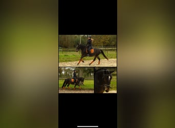 Más ponis/caballos pequeños, Yegua, 5 años, 148 cm, Castaño