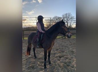 Más ponis/caballos pequeños, Yegua, 5 años, 148 cm, Castaño