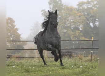Más ponis/caballos pequeños, Yegua, 5 años, 148 cm, Ruano azulado
