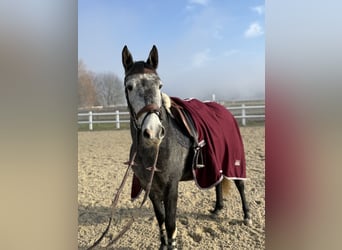 Más ponis/caballos pequeños, Yegua, 5 años, 148 cm, Tordo