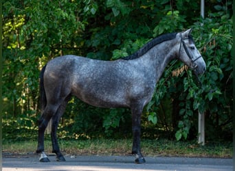 Más ponis/caballos pequeños, Yegua, 5 años, 148 cm, Tordo rodado