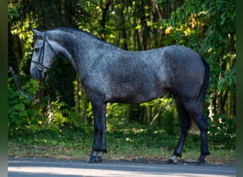 Más ponis/caballos pequeños, Yegua, 5 años, 148 cm, Tordo rodado