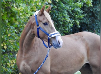 Más ponis/caballos pequeños, Yegua, 5 años, 150 cm, Alazán
