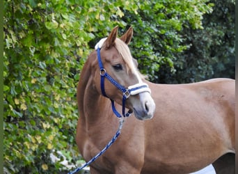 Más ponis/caballos pequeños, Yegua, 5 años, 150 cm, Alazán