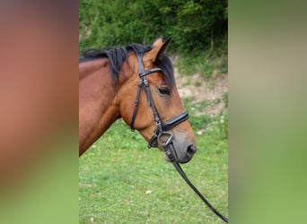Más ponis/caballos pequeños, Yegua, 5 años, 150 cm, Castaño