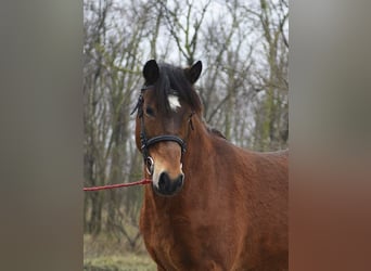 Más ponis/caballos pequeños, Yegua, 5 años, 150 cm, Castaño