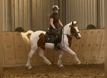 Más ponis/caballos pequeños, Yegua, 5 años, 150 cm, Pío