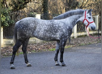 Más ponis/caballos pequeños, Yegua, 5 años, 150 cm, Tordo rodado