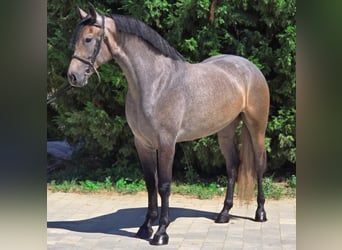 Más ponis/caballos pequeños, Yegua, 5 años, 150 cm, Tordo ruano