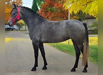 Más ponis/caballos pequeños, Yegua, 5 años, 150 cm, Tordo ruano