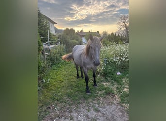 Más ponis/caballos pequeños Mestizo, Yegua, 5 años, 150 cm, Tordo ruano