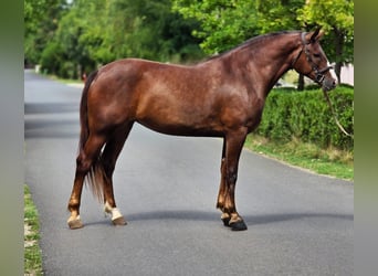 Más ponis/caballos pequeños, Yegua, 5 años, 152 cm, Alazán-tostado