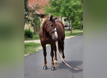 Más ponis/caballos pequeños, Yegua, 5 años, 152 cm, Alazán-tostado