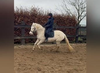 Más ponis/caballos pequeños, Yegua, 5 años, 152 cm, Cremello