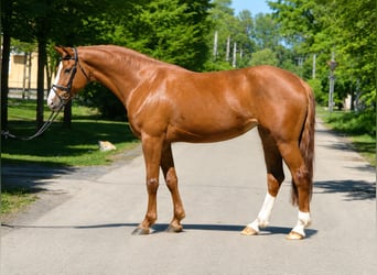 Más ponis/caballos pequeños, Yegua, 5 años, 153 cm, Alazán