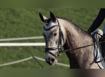 Más ponis/caballos pequeños Mestizo, Yegua, 5 años, 155 cm, Musgo marrón