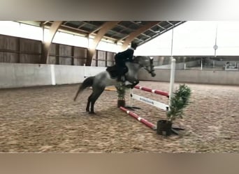 Más ponis/caballos pequeños, Yegua, 5 años, 155 cm, Tordo rodado