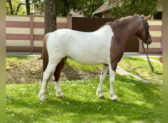 Más ponis/caballos pequeños, Yegua, 5 años