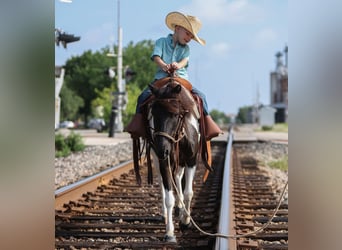 Más ponis/caballos pequeños, Yegua, 6 años, 112 cm