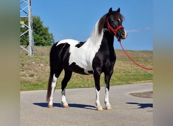 Más ponis/caballos pequeños, Yegua, 6 años, 125 cm, Pío