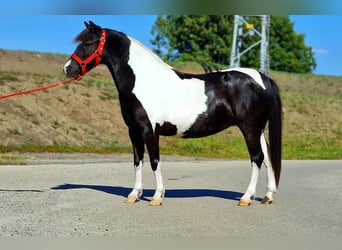 Más ponis/caballos pequeños, Yegua, 6 años, 125 cm, Pío