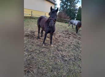 Más ponis/caballos pequeños Mestizo, Yegua, 6 años, 126 cm