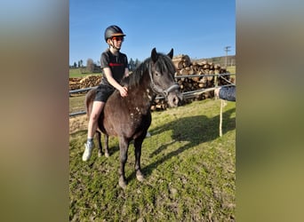 Más ponis/caballos pequeños Mestizo, Yegua, 6 años, 126 cm