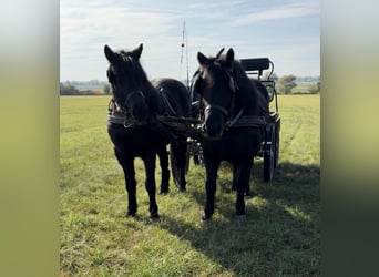Más ponis/caballos pequeños, Yegua, 6 años, 127 cm, Negro