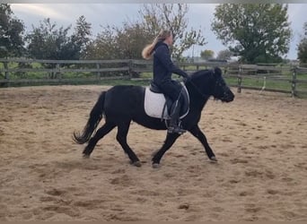 Más ponis/caballos pequeños, Yegua, 6 años, 127 cm, Negro