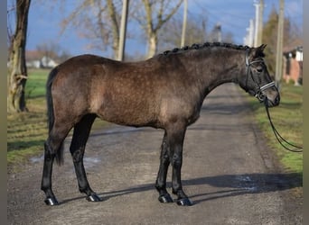 Más ponis/caballos pequeños, Yegua, 6 años, 140 cm