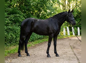 Más ponis/caballos pequeños, Yegua, 6 años, 140 cm, Negro