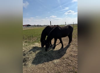 Más ponis/caballos pequeños, Yegua, 6 años, 142 cm, Negro