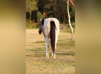 Más ponis/caballos pequeños, Yegua, 6 años, 142 cm, Pío