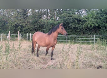 Más ponis/caballos pequeños Mestizo, Yegua, 6 años, 143 cm, Castaño claro