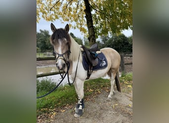 Más ponis/caballos pequeños, Yegua, 6 años, 147 cm