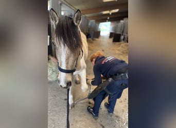Más ponis/caballos pequeños, Yegua, 6 años, 147 cm, Pío