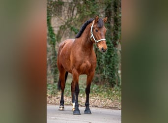 Más ponis/caballos pequeños, Yegua, 6 años, 148 cm, Castaño