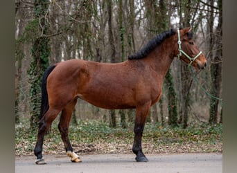 Más ponis/caballos pequeños, Yegua, 6 años, 148 cm, Castaño