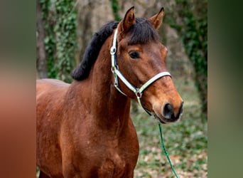 Más ponis/caballos pequeños, Yegua, 6 años, 148 cm, Castaño
